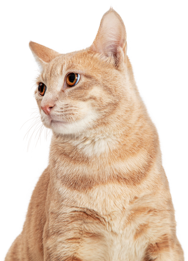 Cute Tabby Cat 