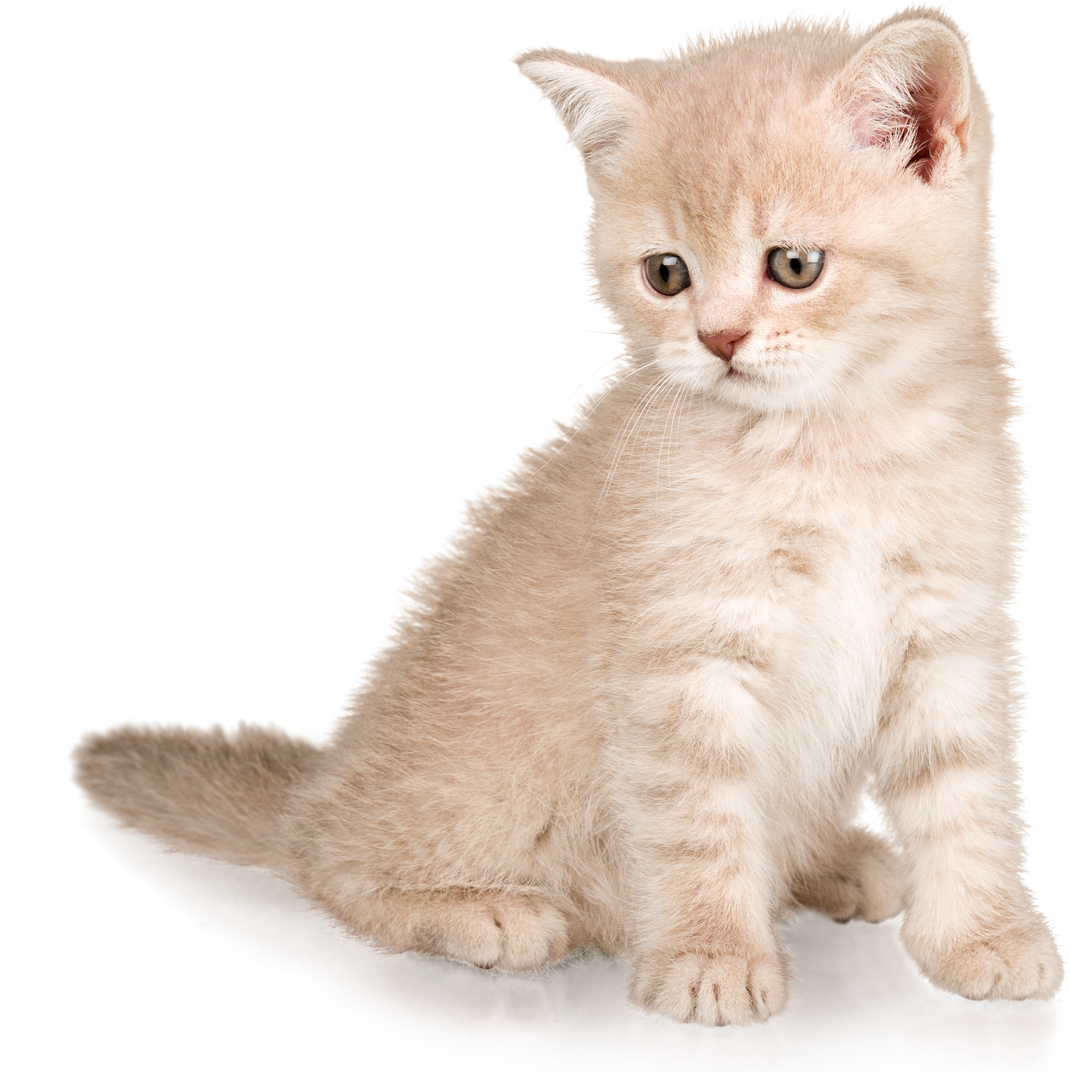 Small White Kitten  