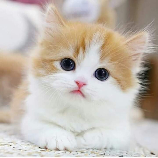 Kitten Lying on Rattan