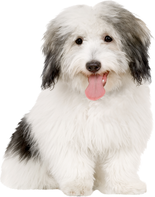Coton De Tulear
