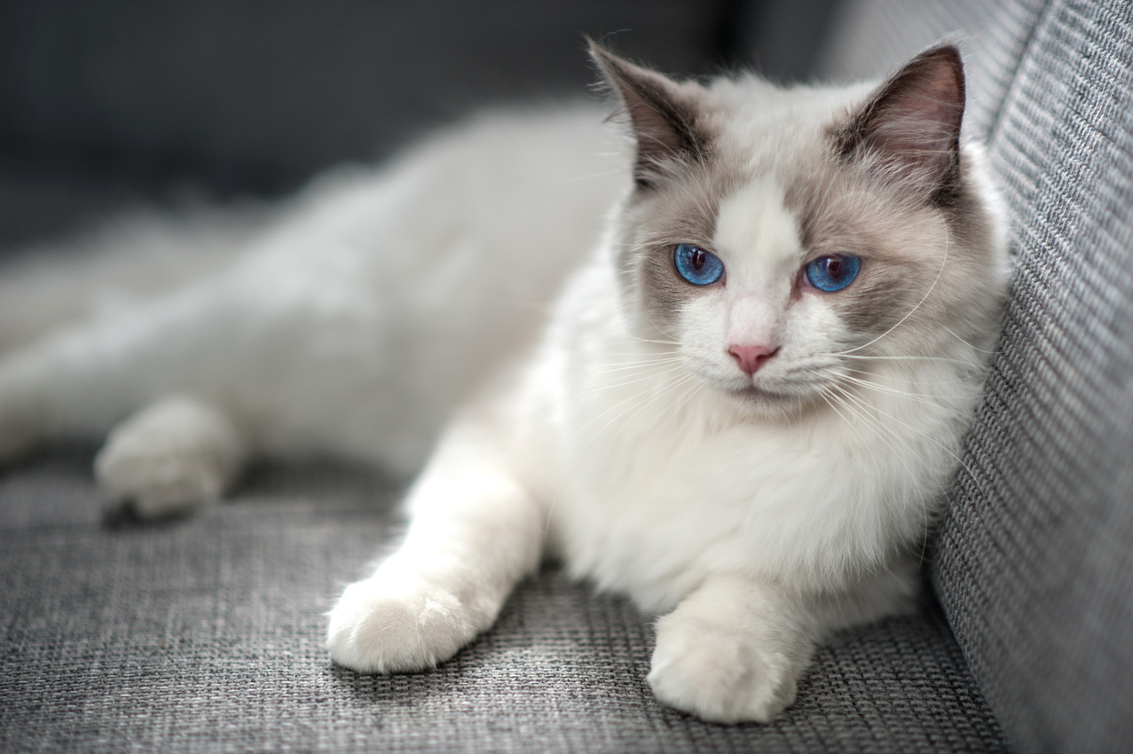 Ragdoll Cat