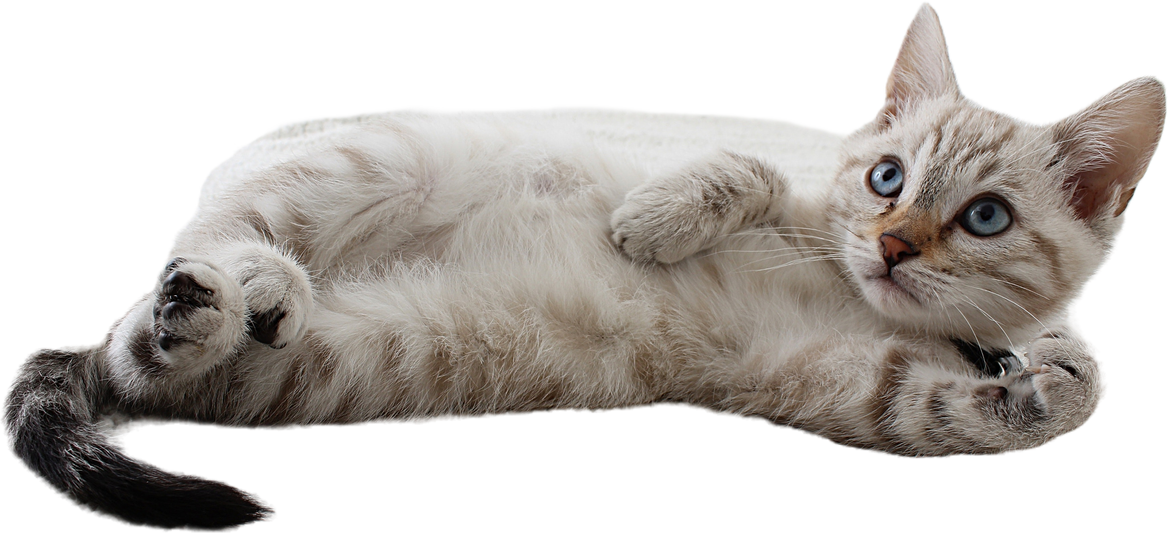 Cute Cat on transparent background