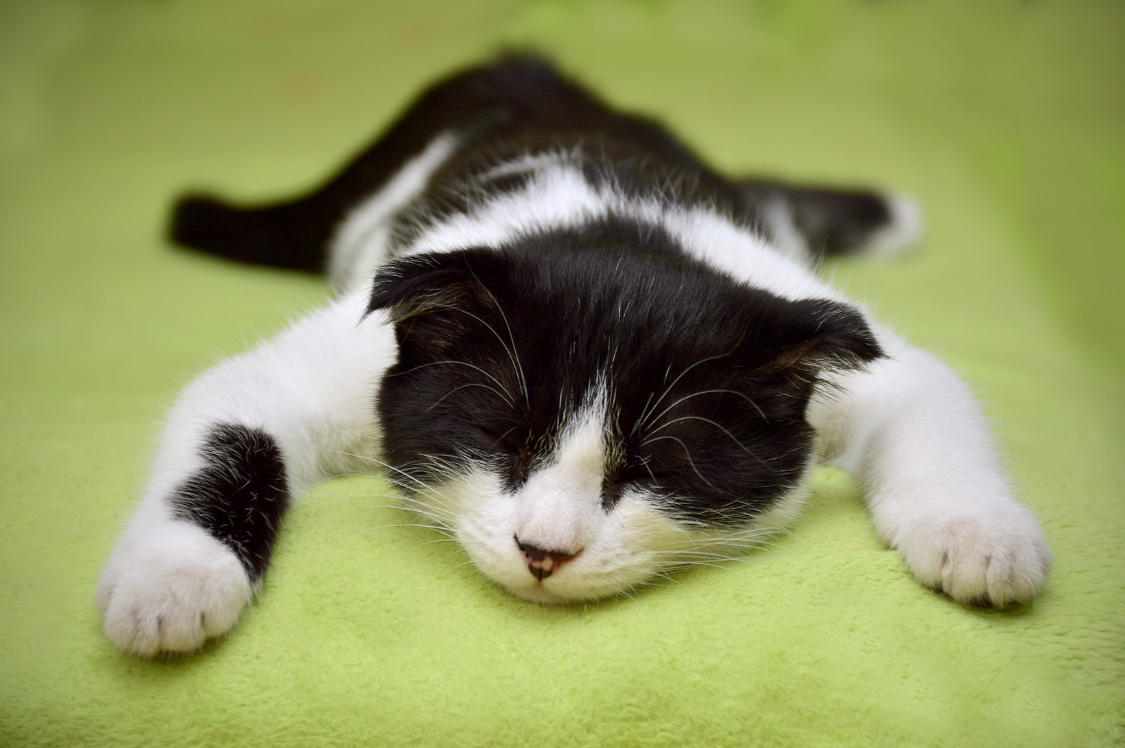 Cute Cat Sleeping